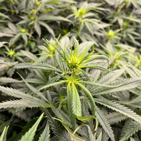 Pineapple Express P3 growlog photo: 11am- pistils are pistiling