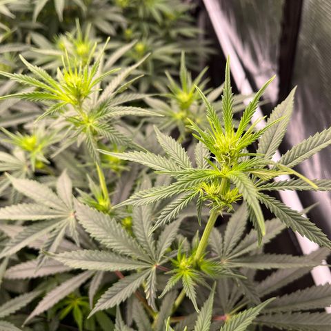 Pineapple Express P3 growlog photo: 11am- pistils are pistiling