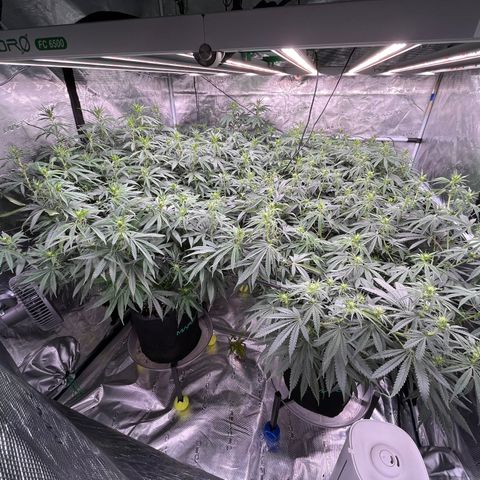 Pineapple Express P3 growlog photo: 10:45pm-