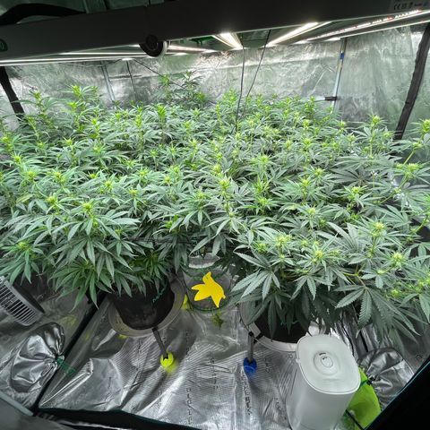 Pineapple Express P3 growlog photo: 12pm- look at all those chickens. Bud sites are bright green, and ones on back left are a bit taller and thicker than the rest, but canopy is pretty even overall. Inshallah, this yield finna be bussing, respectfully of course.
Hung a sticky trap, so we’ll see.