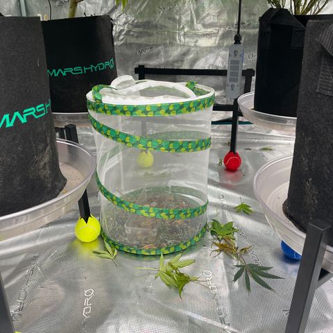 Pineapple Express P3 growlog photo: Seeing more gnats than I’d like so we’re calling in the dogs