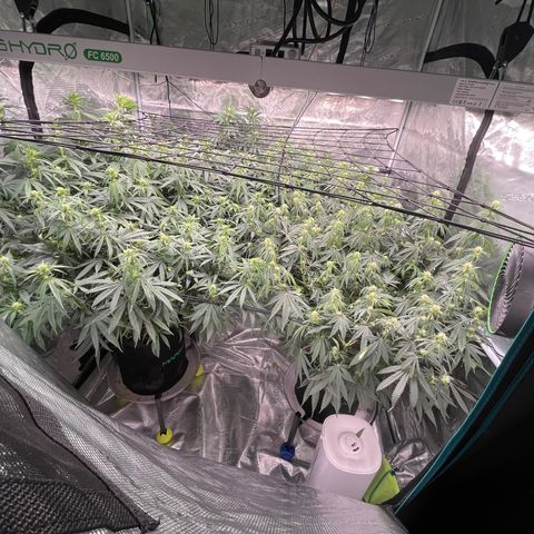 Pineapple Express P3 growlog photo: 2pm- 2nd Trellis, pre water