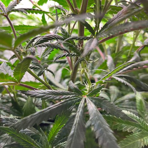 Pineapple Express P2 growlog photo: 10:19pm- lmfao. Gotta go outta town tomorrow and leave care in the hands of Lexi. Transposing her notes to GWJ will take a minute. 