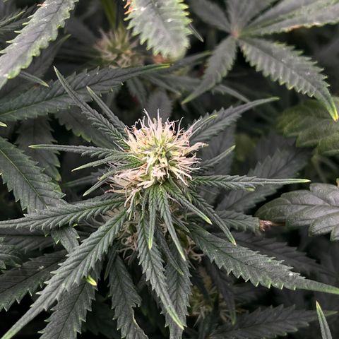 Pineapple Express P3 growlog photo: Returning from work trip to find Fertilization symptoms seemingly subsided.
Worst stigma browning in CU photo
Little brown burns around edges so there may be deficiency forming. 
Overall though, they look pretty good, in needing of a prunie-poo
