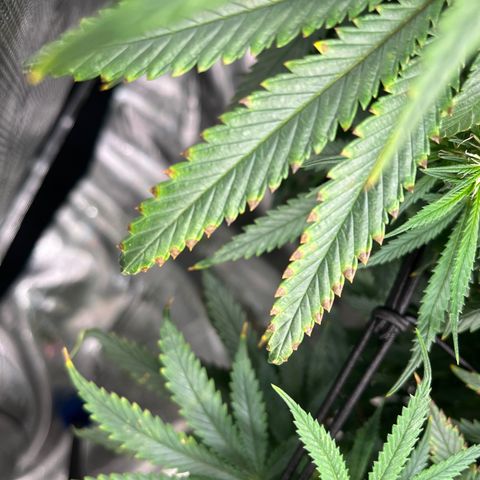 Pineapple Express P3 growlog photo: Returning from work trip to find Fertilization symptoms seemingly subsided.
Worst stigma browning in CU photo
Little brown burns around edges so there may be deficiency forming. 
Overall though, they look pretty good, in needing of a prunie-poo