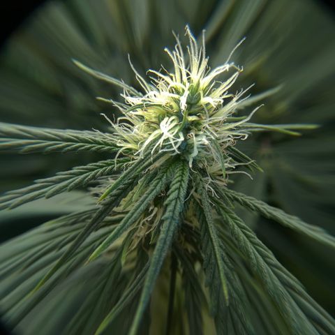 Pineapple Express P3 growlog photo: Closeups provided by M. S. Oyler 