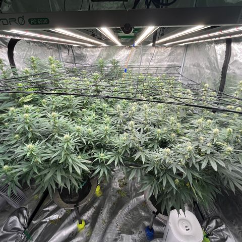 Pineapple Express P3 growlog photo: Returning from work trip to find Fertilization symptoms seemingly subsided.
Worst stigma browning in CU photo
Little brown burns around edges so there may be deficiency forming. 
Overall though, they look pretty good, in needing of a prunie-poo