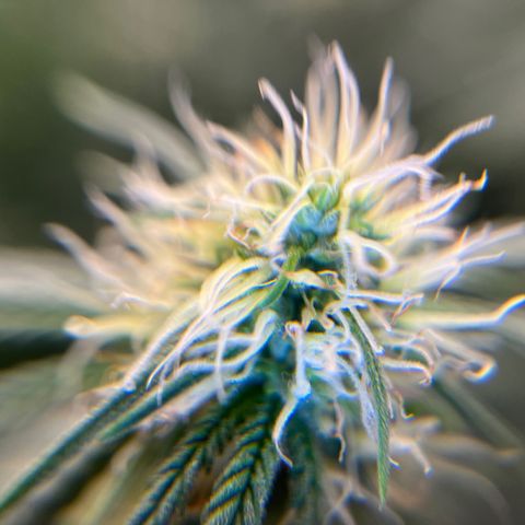 Pineapple Express P3 growlog timeline photo