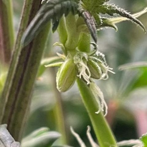 Pineapple Express P2 growlog photo: 10:19pm- lmfao. Gotta go outta town tomorrow and leave care in the hands of Lexi. Transposing her notes to GWJ will take a minute. 