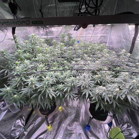Pineapple Express P3 growlog photo: Few hours post water, standing upright and looking happy