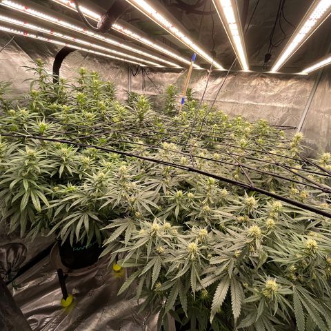 Pineapple Express P3 growlog photo: Few hours post water, standing upright and looking happy