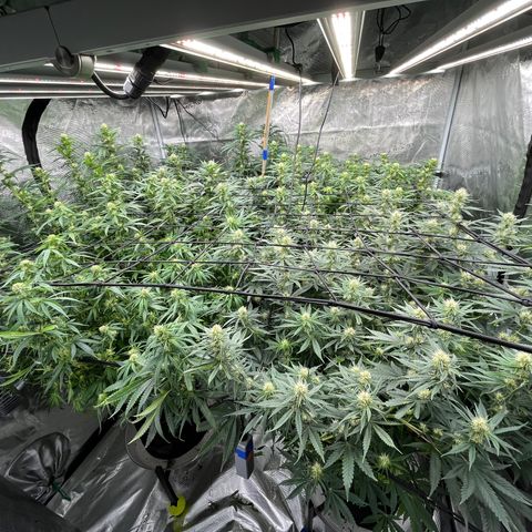 Pineapple Express P3 growlog photo: 2pm- post defoliation, adjusted budsites in trellis so canopy is a little more even. 