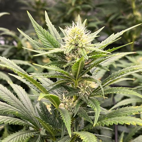 Pineapple Express P1 growlog photo: 7:30pm- Post Water