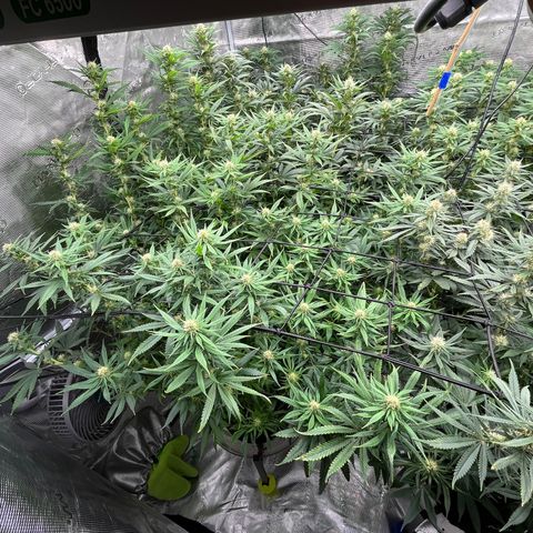 Pineapple Express P1 growlog photo: 7:30pm- Post Water