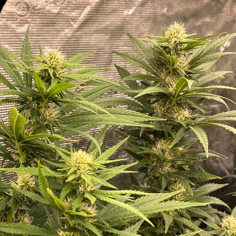 Pineapple Express P1 growlog photo: 7:30pm- Post Water