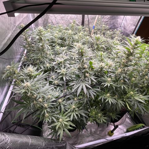 Pineapple Express P2 growlog photo: 7:30pm- Post Water