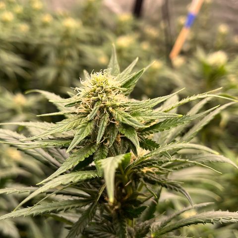 Pineapple Express P2 growlog photo: 7:30pm- Post Water
