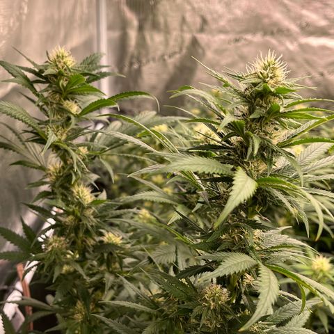 Pineapple Express P2 growlog photo: 7:30pm- Post Water