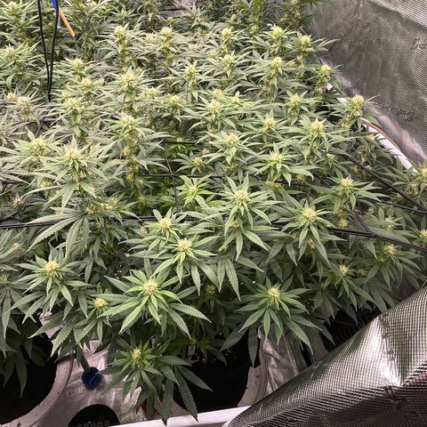 Pineapple Express P3 growlog photo: 7:30pm- Post Water