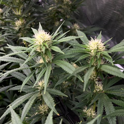 Pineapple Express P3 growlog photo: 7:30pm- Post Water