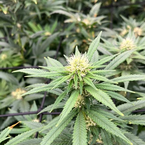 Pineapple Express P3 growlog photo: 7:30pm- Post Water