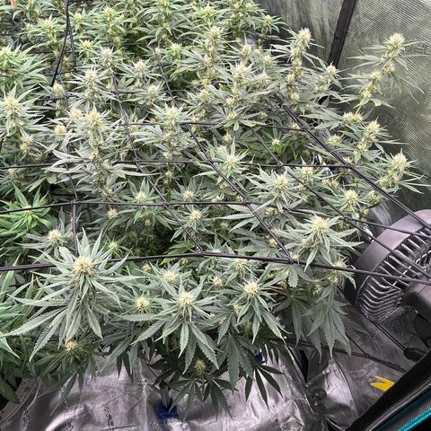 Pineapple Express P4 growlog photo: 7:30pm- Post Water