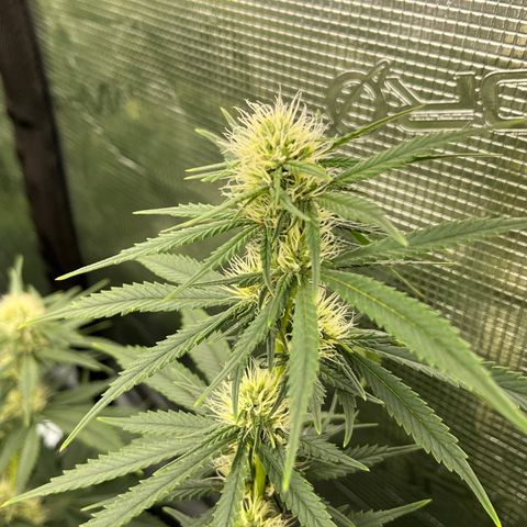 Pineapple Express P4 growlog photo: 7:30pm- Post Water