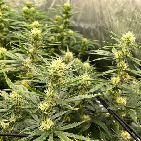 Pineapple Express P4 growlog photo: 7:30pm- Post Water
