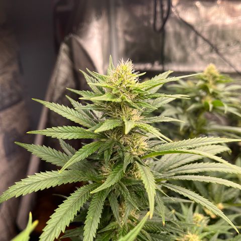 Pineapple Express P2 growlog photo: 12:30pm- tallest and frostiest cola in tent