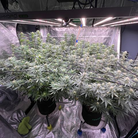 Pineapple Express P3 growlog photo: 12:30pm- leaving open today to combat a musty smell. Will also make temp and humidity easier to manage for time being 