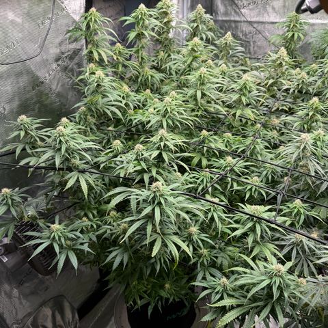 Pineapple Express P1 growlog photo: 2:15pm- post water & necessary defoliation 
