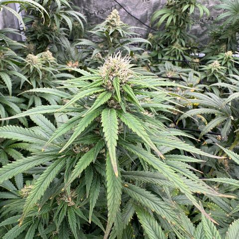Pineapple Express P1 growlog photo: 2:15pm- post water & necessary defoliation 