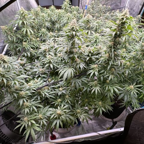 Pineapple Express P2 growlog photo: 2:15pm- post feeding, water, and necessary defoliation 