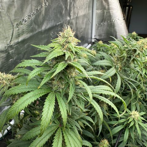 Pineapple Express P2 growlog photo: 2:15pm- post feeding, water, and necessary defoliation 