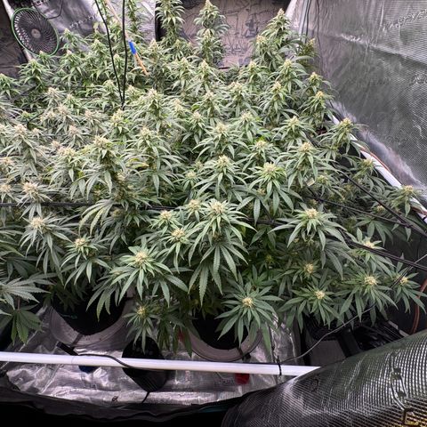 Pineapple Express P3 growlog photo: 2:15pm- post feeding, water, and necessary defoliation 