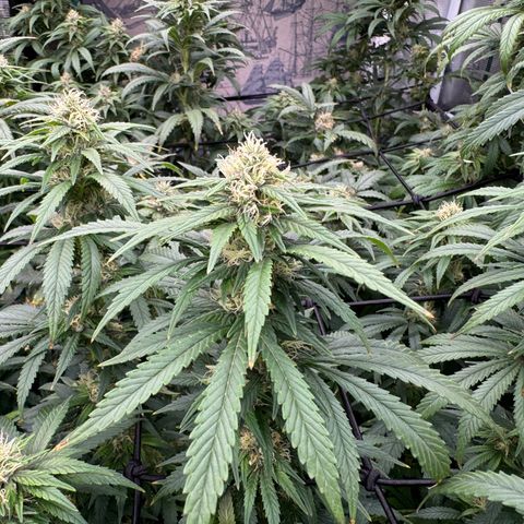 Pineapple Express P3 growlog photo: 2:15pm- post feeding, water, and necessary defoliation 