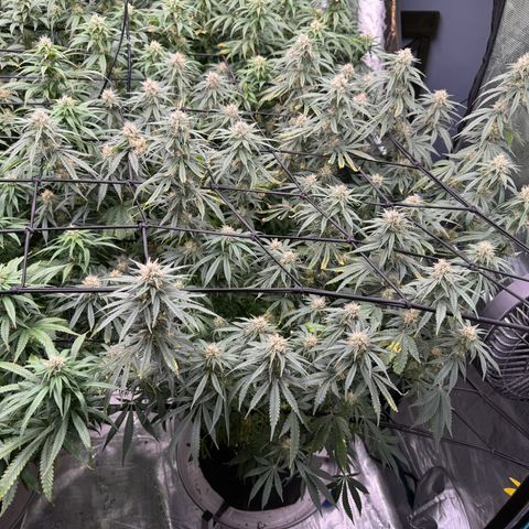Pineapple Express P4 growlog photo: 2:15pm- post feeding, water, and necessary defoliation 