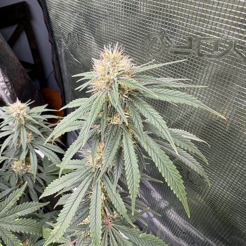 Pineapple Express P4 growlog photo: 2:15pm- post feeding, water, and necessary defoliation 