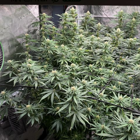 Pineapple Express P1 growlog timeline photo