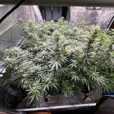 Pineapple Express P2 growlog timeline photo