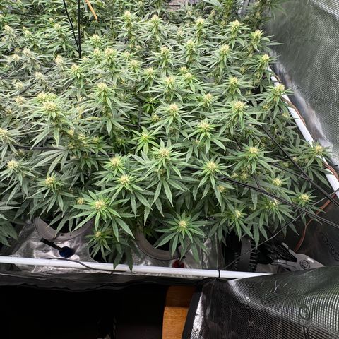 Pineapple Express P3 growlog timeline photo