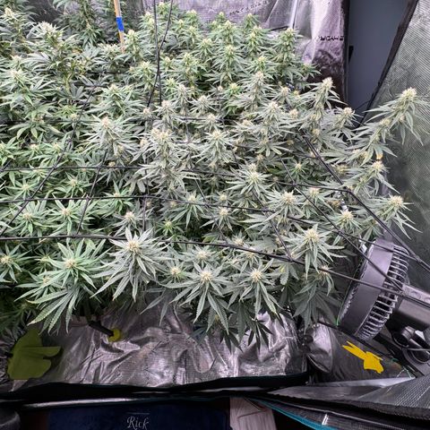 Pineapple Express P4 growlog timeline photo