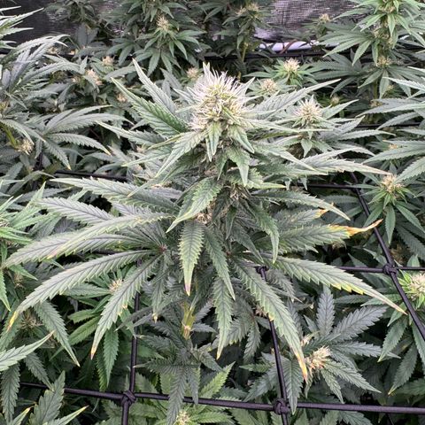 Pineapple Express P3 growlog photo: Cleaning up backlogged photos that were never journaled, not sure who’s who in the Close-Up, maybe P4