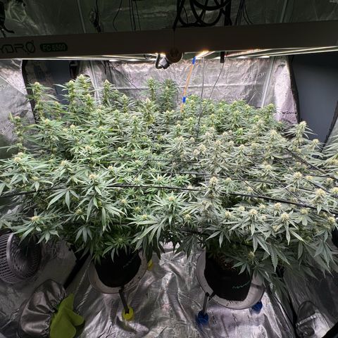 Pineapple Express P3 growlog photo: Cleaning up backlogged photos that were never journaled, not sure who’s who in the Close-Up, maybe P4