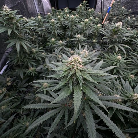 Pineapple Express P2 growlog timeline photo