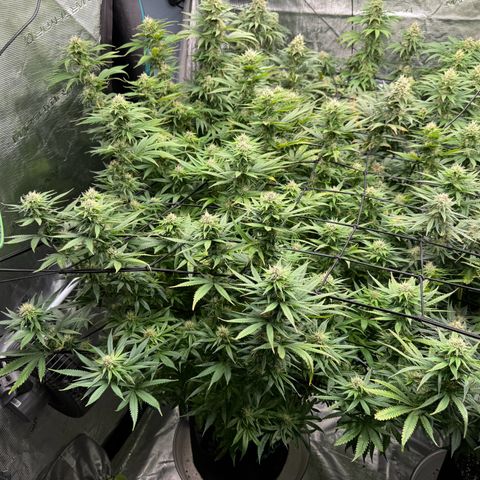 Pineapple Express P1 growlog photo: 11:15am- post first EJ & PM Feeding 
