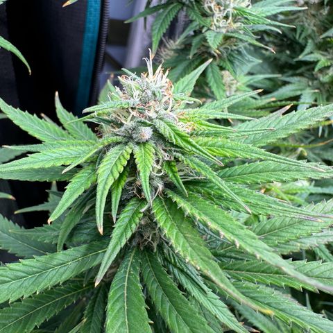 Pineapple Express P1 growlog photo: 11:15am- post first EJ & PM Feeding 