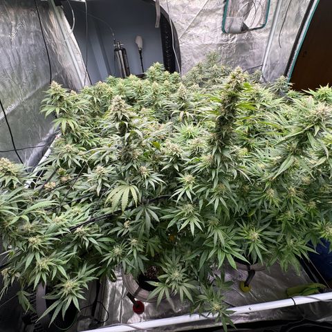 Pineapple Express P2 growlog photo: 11:15am- post first EJ & PM Feeding 