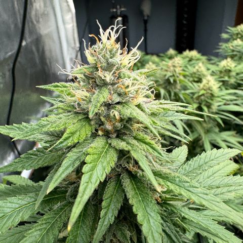 Pineapple Express P2 growlog photo: 11:15am- post first EJ & PM Feeding 