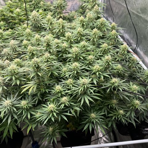 Pineapple Express P3 growlog photo: 11:15am- post first EJ & PM Feeding 